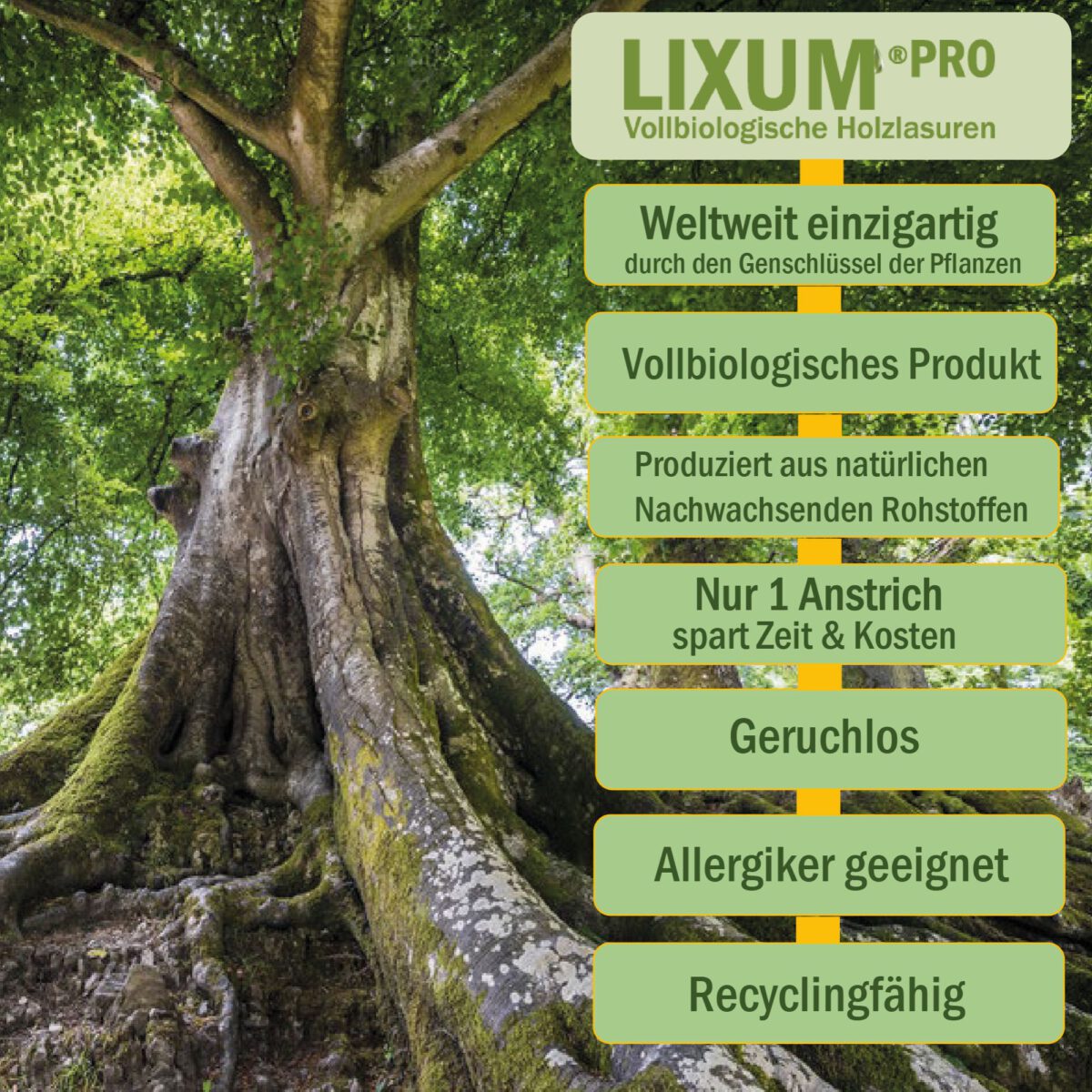 Lixum-Weichholz-S3